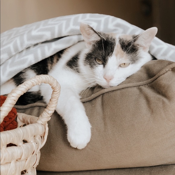 β’ meet the assistants β’ - Picture 4 of 15